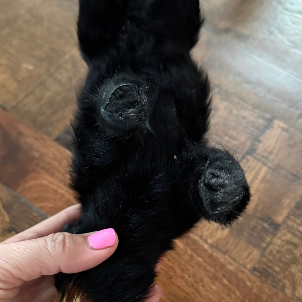 Vintage black bear real fur - Picture 4 of 7